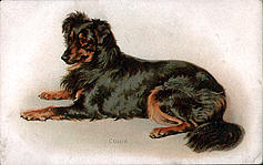 Collie Dog