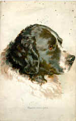 Newfoundland 