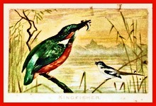 Kingfisher