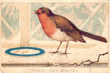 Robin Red-Breast