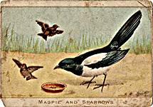 Magpie and Sparrows