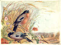 Bullfinch (The)