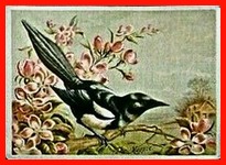 Magpie