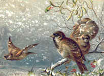 Sparrow (The)
