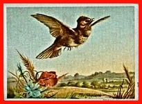 Skylark