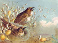 Thrush (The)
