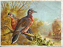 Dove (The)