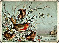 Robin & Wrens
