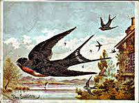 Swallow (The
