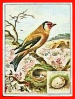 Greenfinch