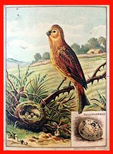 Yellowhammer