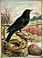 Blackbird 