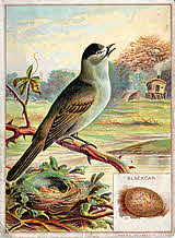 Blackcap