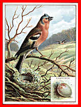 Chaffinch