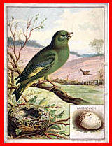 Greenfinch