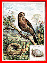 Linnet