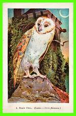 1) Barn Owl