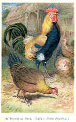 3) Dunghil Cock n.b. see below