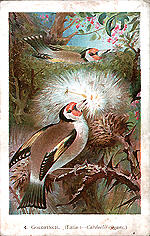 4) Goldfinch