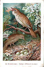 6) Nightingale