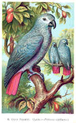 Gray parrot