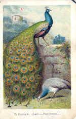 7) Peacock