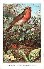 9) Robin