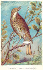 11) Thrush