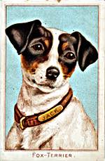 Fox Terrier