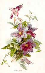 Clematis
