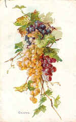 Grapes