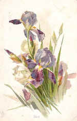 Iris
