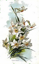 Narcissus