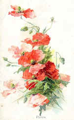 Poppy
