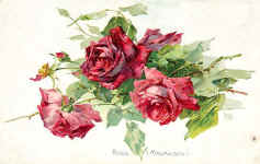 Rose - (malmaison)