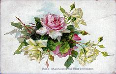 Rose (Malmaison and Belle Lyonnaise)