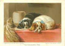 The Cavalier's Pets