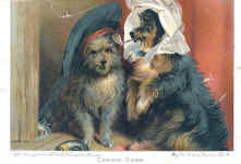 Comical Dogs