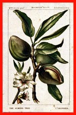 Almond Tree (The)