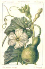 Bottle Gourd (The)