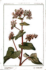 Buckwheat