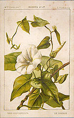 Convolvulus (The)