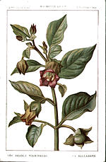 Deadly Nightshade (The)