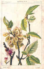 Elm (The)