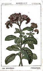 Heliotrope (The)