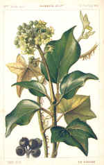 Ivy (The)