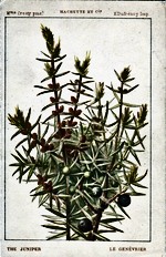 Juniper