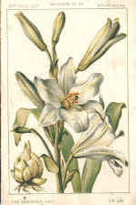 Martagon Lilly