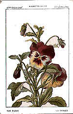 Pansy (The)