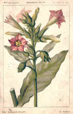 Tobacco Plant (The)